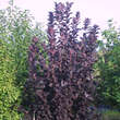 Prunus virginiana 'Shubert': Bild 3/3