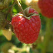 Rubus idaeus 'Himbo-Top': Bild 2/3