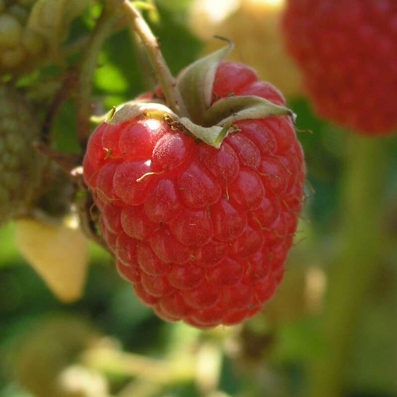 Himbeere - Rubus idaeus \'Himbo-Top\' - weiß
