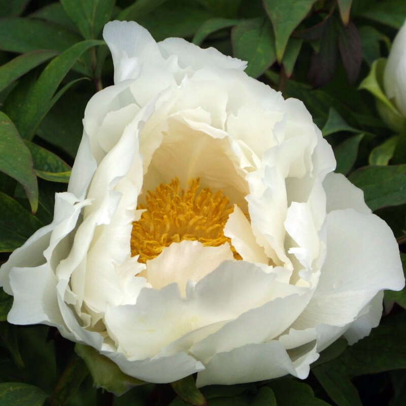 Strauch Pfingstrose Paeonia Suffruticosa Weiss Weiss