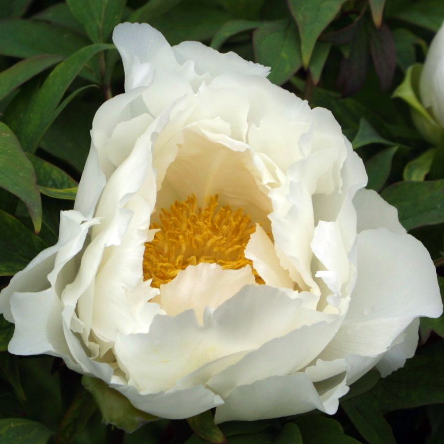 StrauchPfingstrose Paeonia suffruticosa weiß weiß