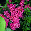 Kalmia latifolia 'Ostbo Red': Bild 2/2