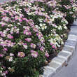 Spiraea japonica 'Shirobana': Bild 6/6