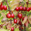 Cornus mas: Bild 4/9