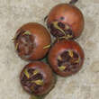 Mespilus germanica 'Mispel von Nottingham': Bild 3/4