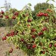 Cornus mas 'Jolico': Bild 7/10