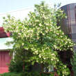 Robinia pseudoacacia 'Unifoliola': Bild 2/2