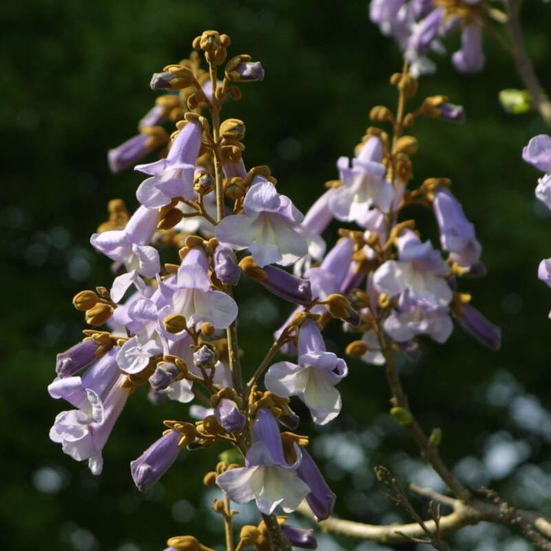 blauglockenbaum-paulownia-tomentosa-blau