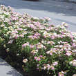 Spiraea japonica 'Shirobana': Bild 5/6