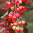 Malus 'Crittenden': Bild 3/6