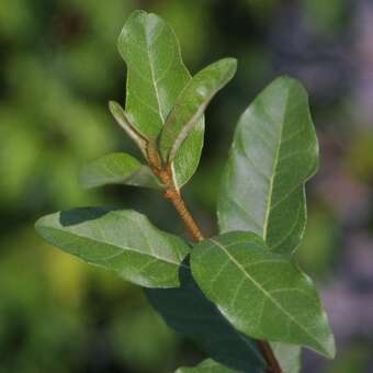 Elaeagnus multiflora