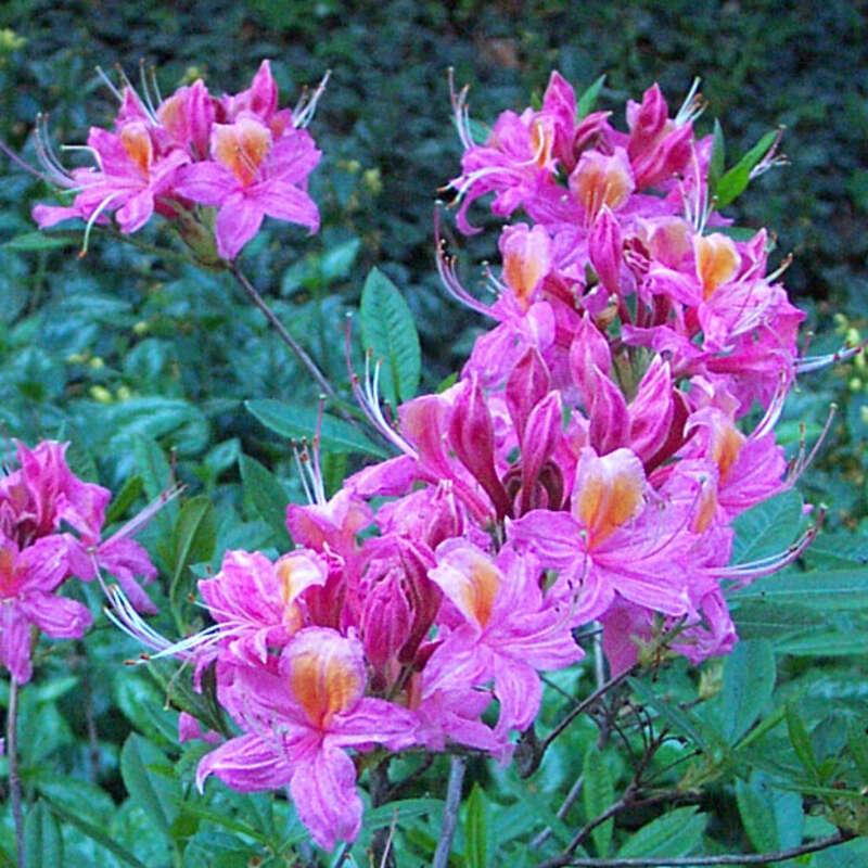 Hohe Gartenazalee Azalea Großblumig rosa rosa