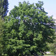 Pterocarya fraxinifolia: Bild 7/9