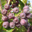 Sorbus 'Likjornaja': Bild 9/12