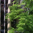 Acer palmatum 'Palmatifidum'  H100+: Bild 5/6