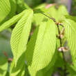 Acer carpinifolium: Bild 2/4