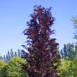 Fagus sylvatica 'Dawyck Purple': Bild 3/3