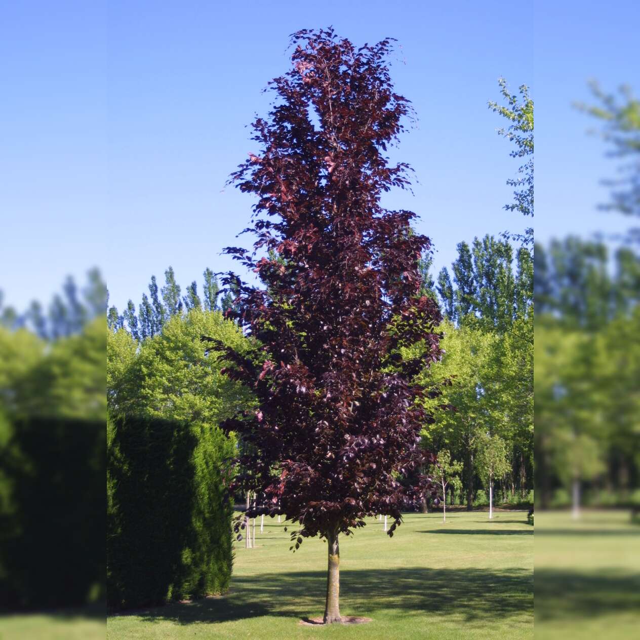 Fagus Sylvatica Dawyck Purple Rotlaubige S 228 Ulenbuche H 228 U 223 Ermann