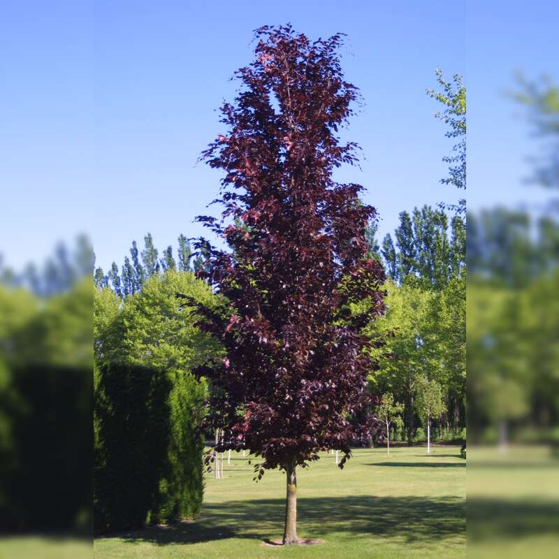 Sulen-Blutbuche - Fagus sylvatica 'Dawyck Purple' - rot