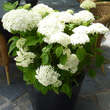 Hydrangea arbor. 'Strong Annabelle': Bild 2/2
