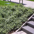 Euonymus fortunei 'Emerald Gaiety': Bild 2/3