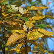 Sorbus thuringiaca 'Fastigiata': Bild 4/6