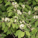 Lonicera xylosteum - Heckenkirsche