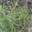 Frangula alnus 'Asplenifolia': Bild 3/6