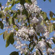 Staphylea holocarpa 'Rosea': Bild 2/2
