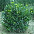 Prunus laurocerasus 'Mari': Bild 4/4