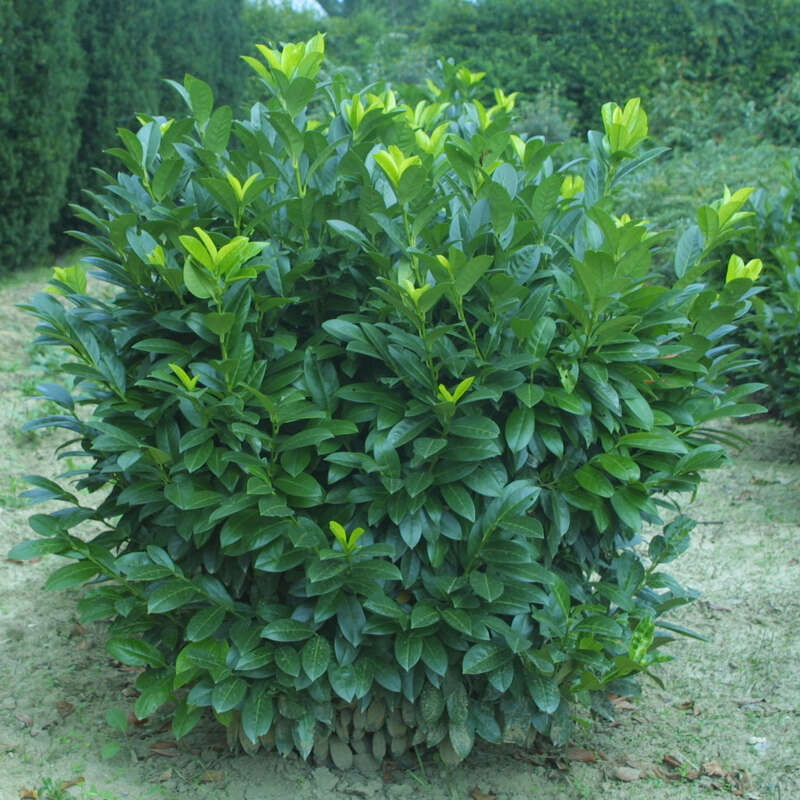 Kirschlorbeer - Prunus laurocerasus 'Mari'