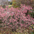 Euonymus bungeanus 'Dart's Pride': Bild 4/4