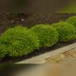 Buxus microphylla 'Herrenhausen': Bild 2/4