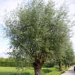Salix alba 'Liempde': Bild 5/5