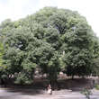 Celtis australis: Bild 4/6