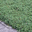 Cotoneaster dammeri 'Streibs Findling': Bild 2/2