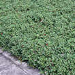 Cotoneaster dammeri 'Streibs Findling': Bild 2/2