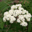 Sorbus aucuparia: Bild 2/7