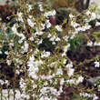 Prunus incisa 'Kojou-no-mai: Bild 2/2