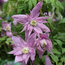 Clematis macropetala 'Markham's Pink' - Akelei-Waldrebe