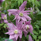 Clematis macropetala 'Markham's Pink' - Akelei-Waldrebe