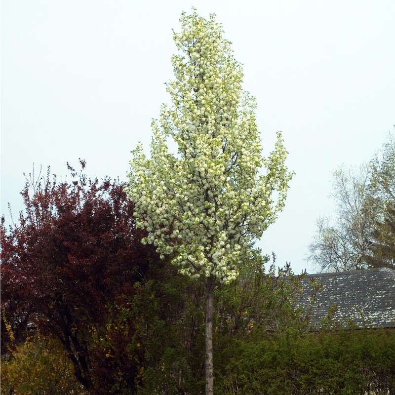 Zierbirne Pyrus calleryana 'Chanticleer' weiß