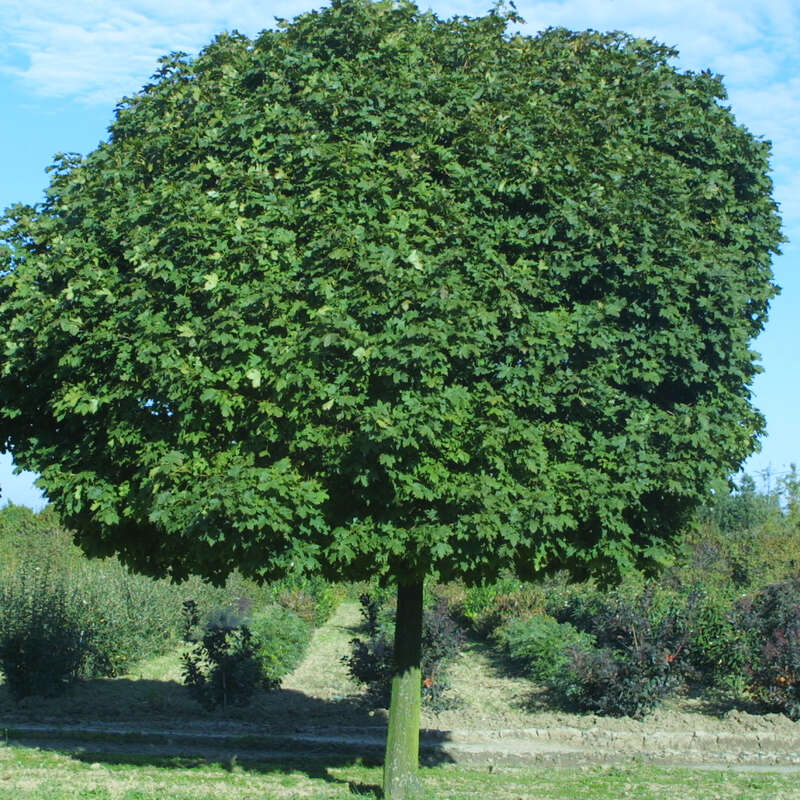 Kugelahorn Acer platanoides 'Globosum' gelb