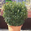 Thuja aktion