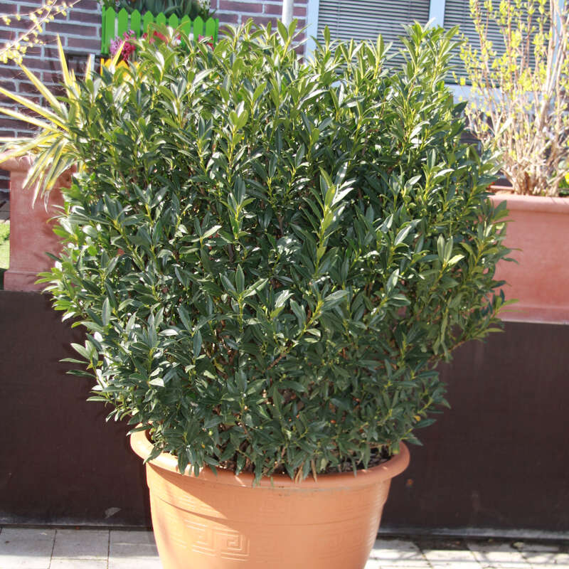 Kirschlorbeer - Prunus laurocerasus 'Gajo' in Baumschulqualitt aus  sterreich kaufen