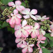 Viburnum plicatum 'Molly Schröder': Bild 3/3