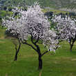 Prunus amygd. 'Zartsch. Krachmandel: Bild 3/6