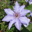 Clematis 'Sieboldii': Bild 2/2