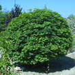 Acer platanoides 'Globosum': Bild 4/8