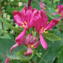 Lonicera tatarica 'Arnold Red' - Rote Heckenkirsche